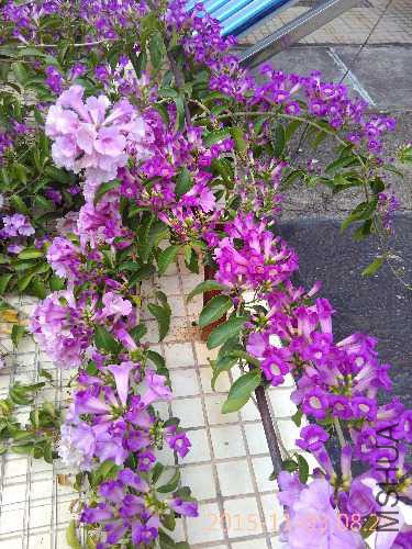 IMG_20151103_082931.jpg