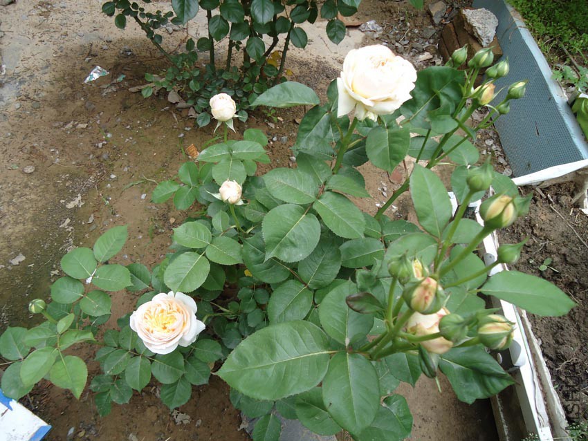 DSC00011.JPG
