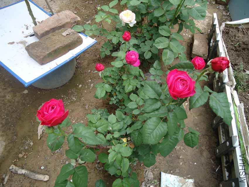 DSC00010.JPG