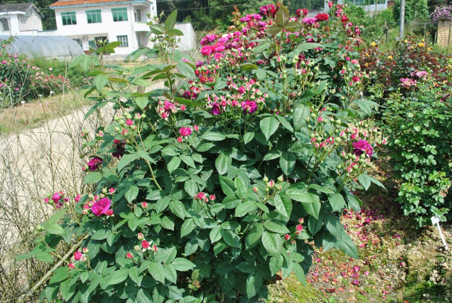 ���������� (4).jpg