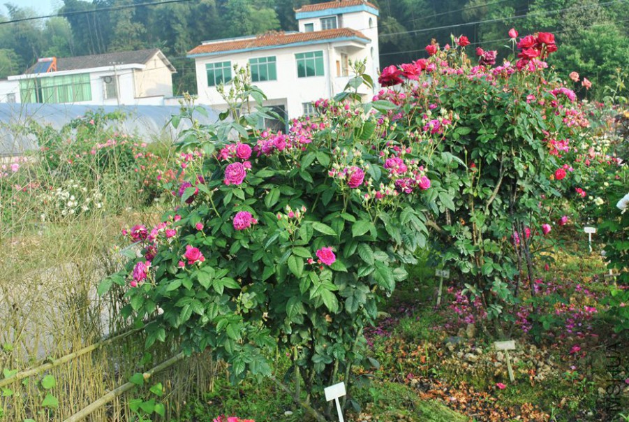 ���������� (1).jpg