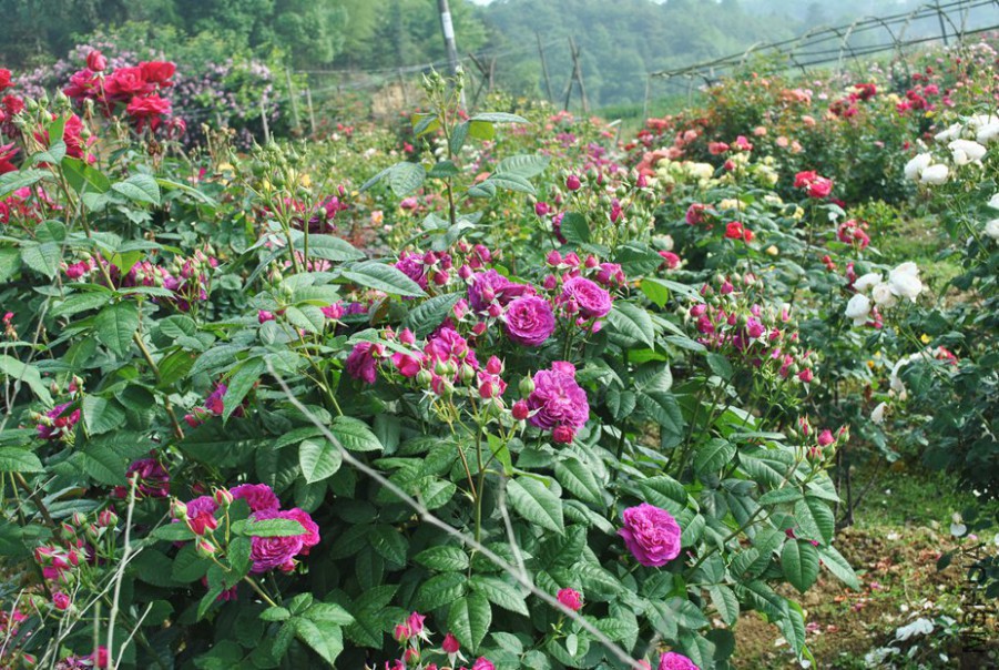 ���������� (3).jpg