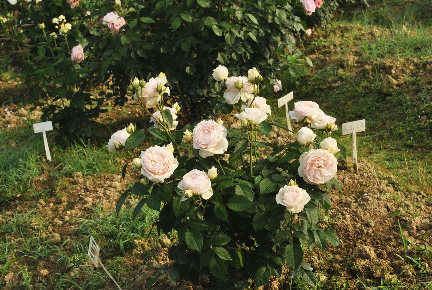 �Ĵ��ɼ� (1).jpg