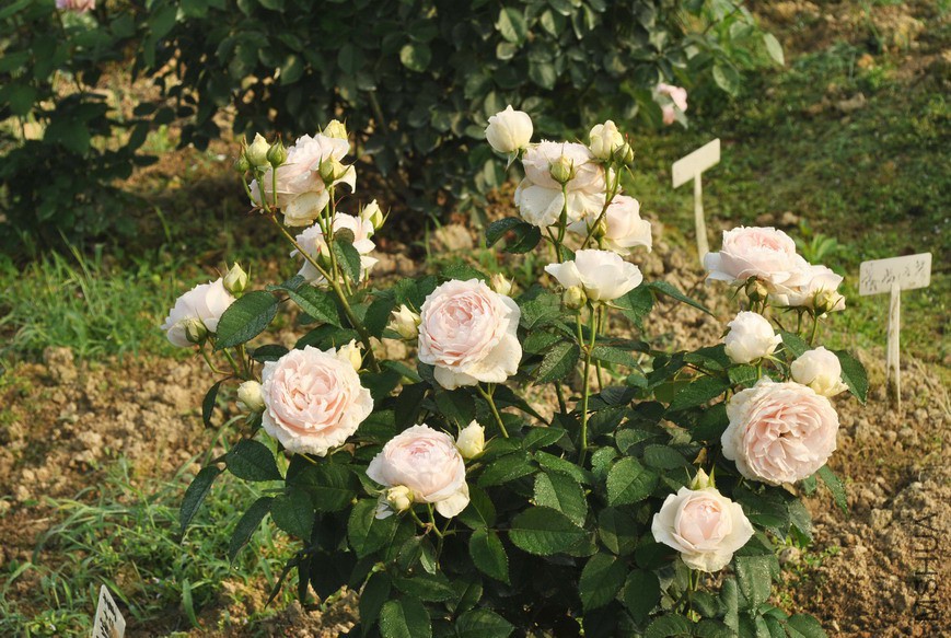 �Ĵ��ɼ� (2).jpg