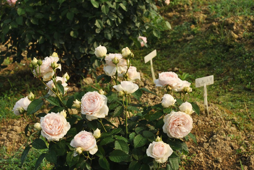 �Ĵ��ɼ� (3).jpg