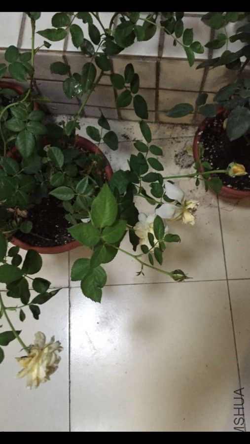 ������ķ