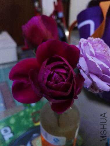 IMG_20151102_194906.jpg