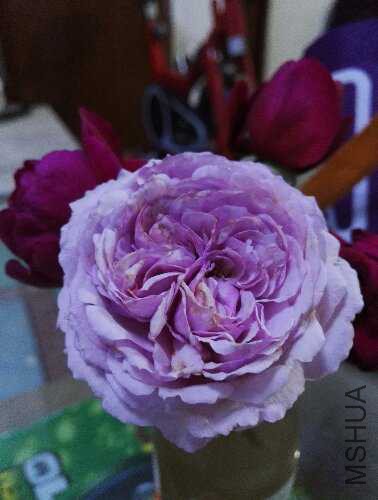 IMG_20151102_194839.jpg