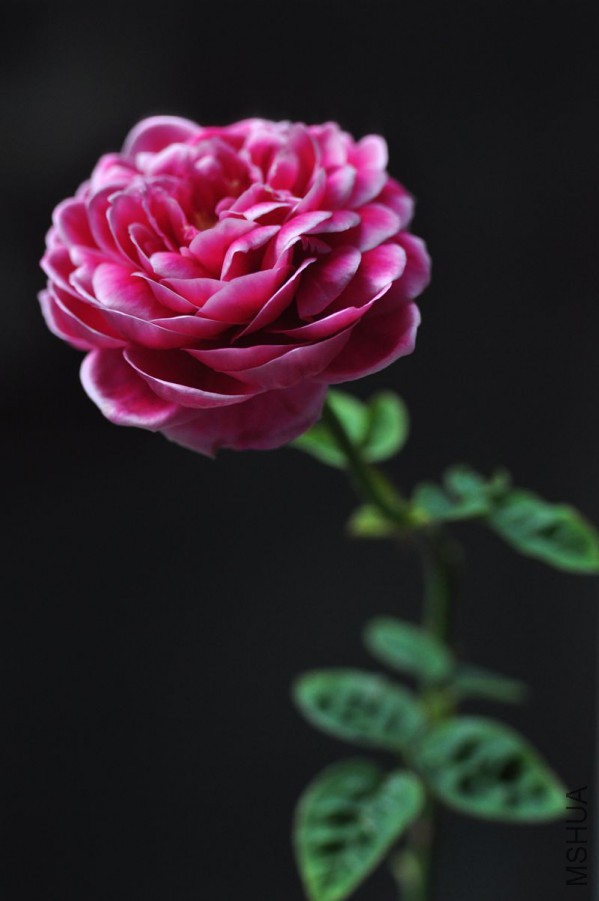 DSC_0250_����.jpg