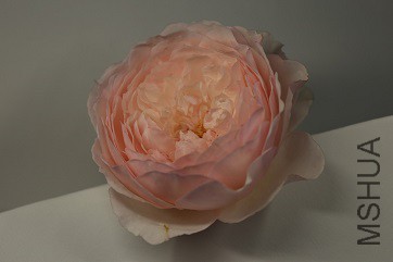 IMG_9907.JPG