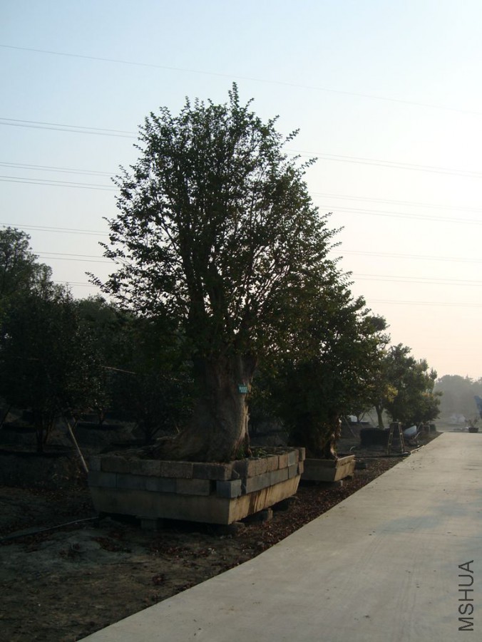 DSC00746.JPG