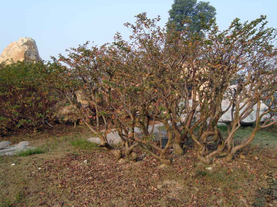 DSC00748.JPG