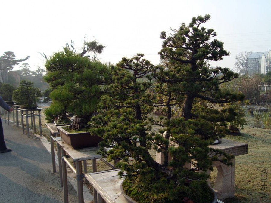 DSC00779.JPG