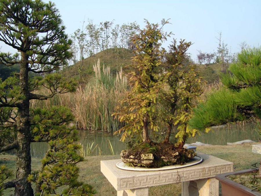DSC00780.JPG