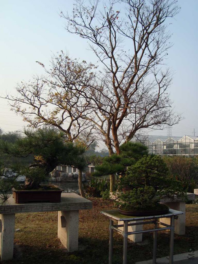 DSC00784.JPG