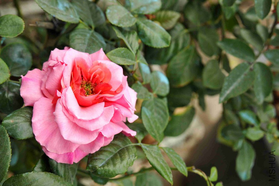 DSC_9030_����.jpg