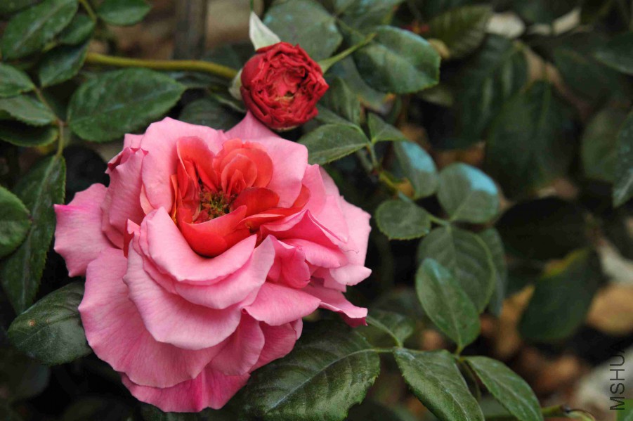 DSC_9031_����.jpg
