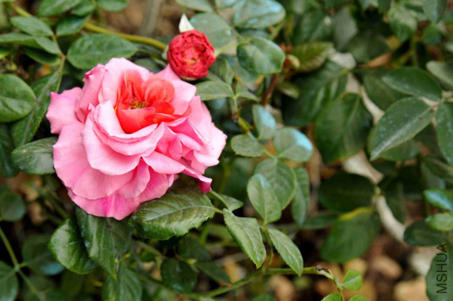 DSC_9036_����.jpg