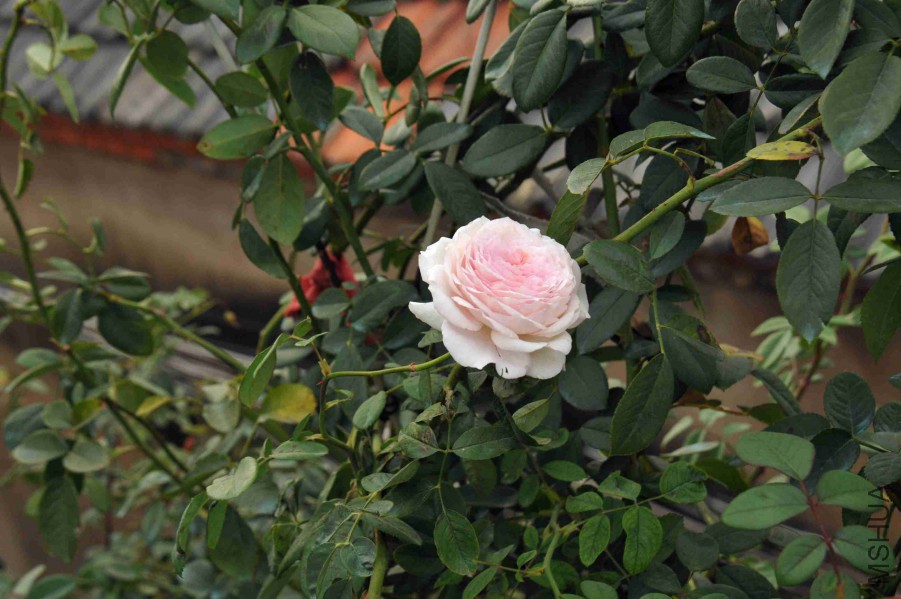 DSC_9010_����.jpg