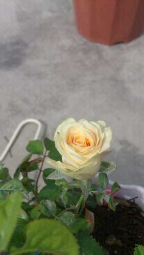 DSC_0688.jpg