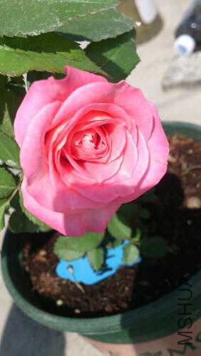 DSC_0645.jpg