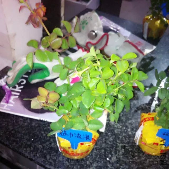 psb (1).jpg