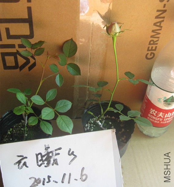 ���ʯ��λ�޽���35Ԫһ��.jpg