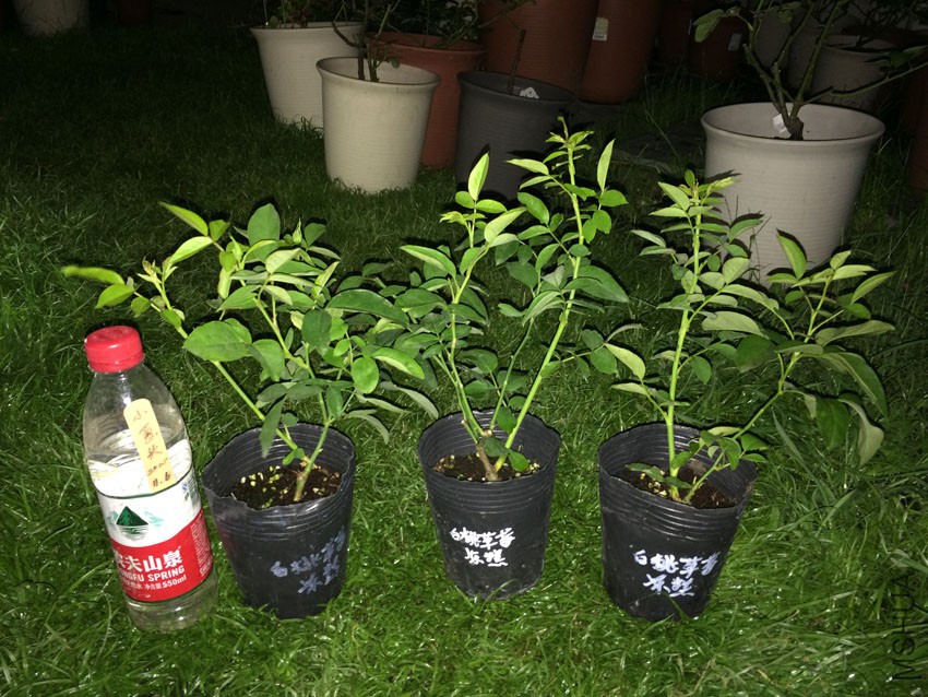 ���Ҳ�ݮ����  28Ԫ1��