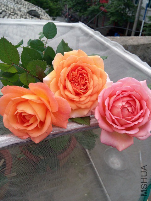 IMG_20150427_073148.jpg