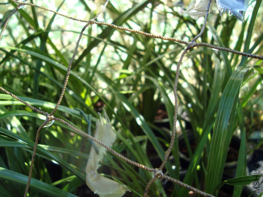 DSC00902.JPG