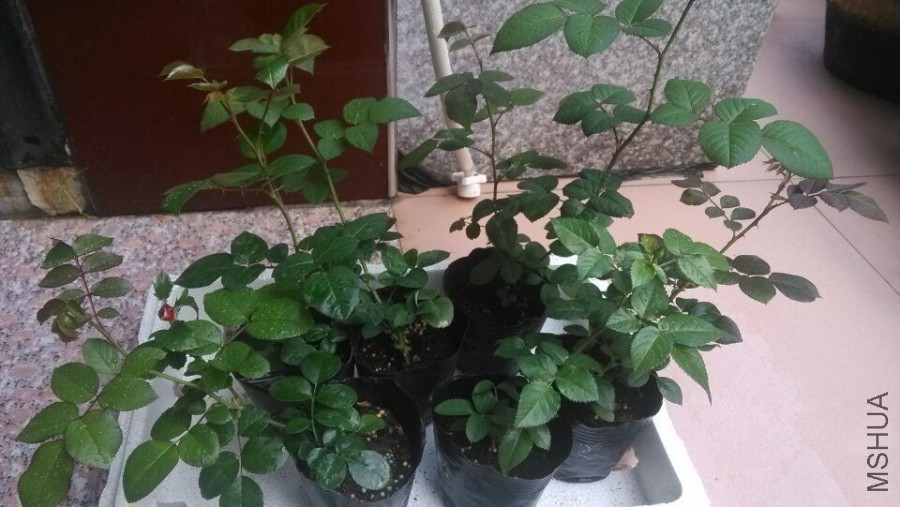 QQͼƬ20151105213142.jpg