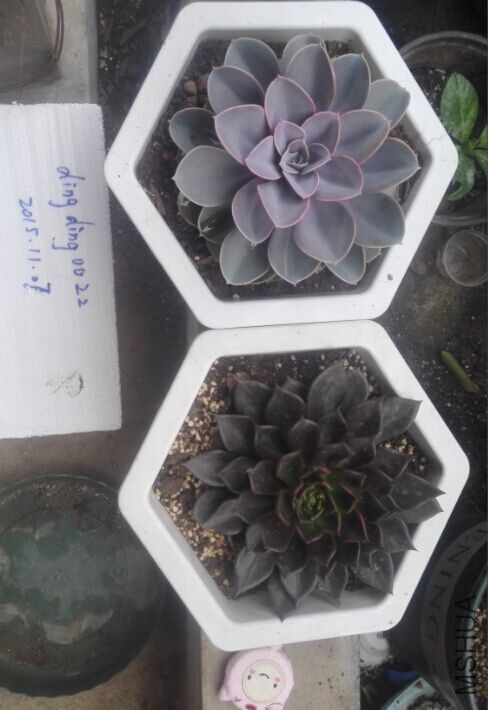 19cm����������ͺ�����20Ԫÿ��