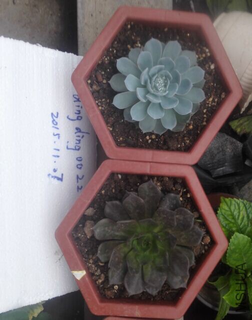 14cm������ʯ��������12Ԫÿ��
