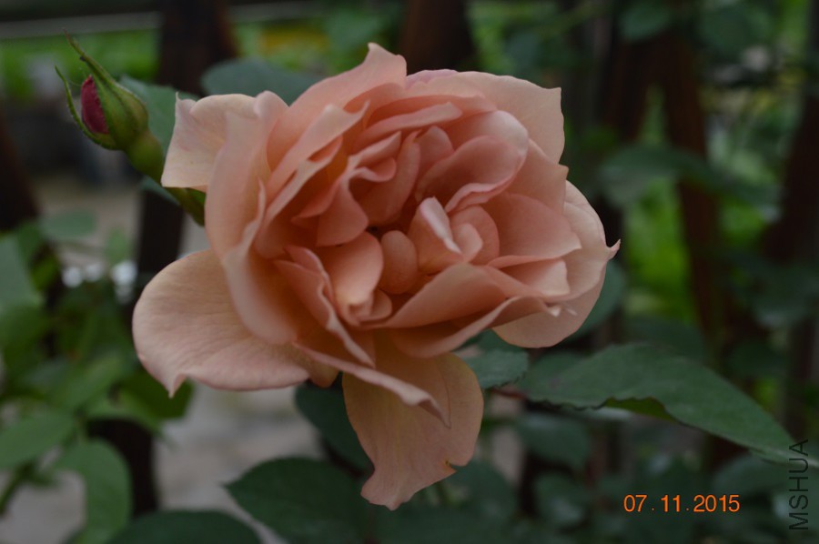 DSC_10038.jpg
