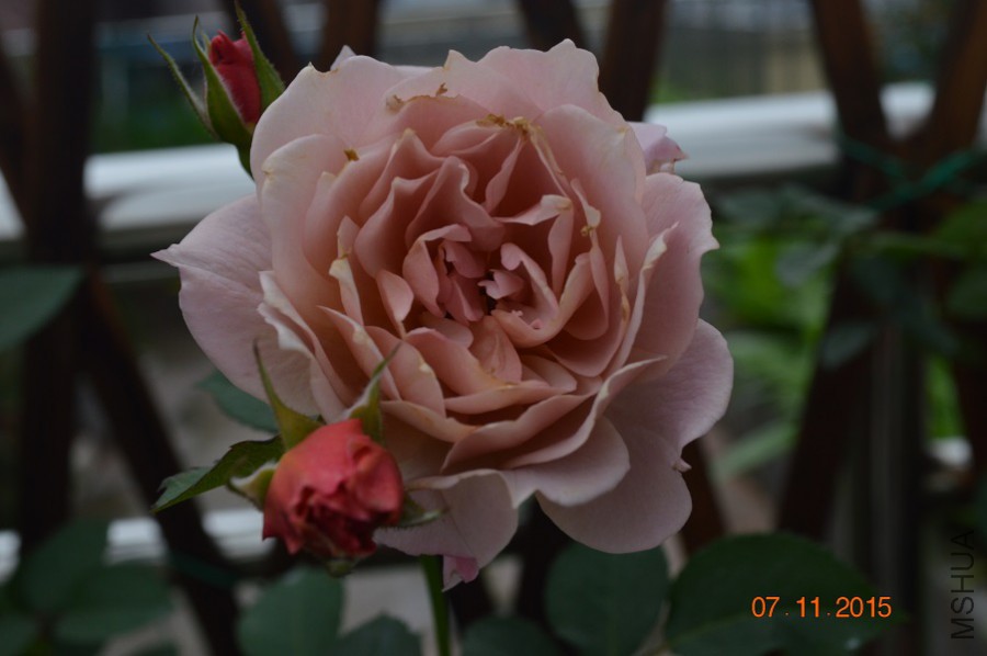 DSC_10039.jpg