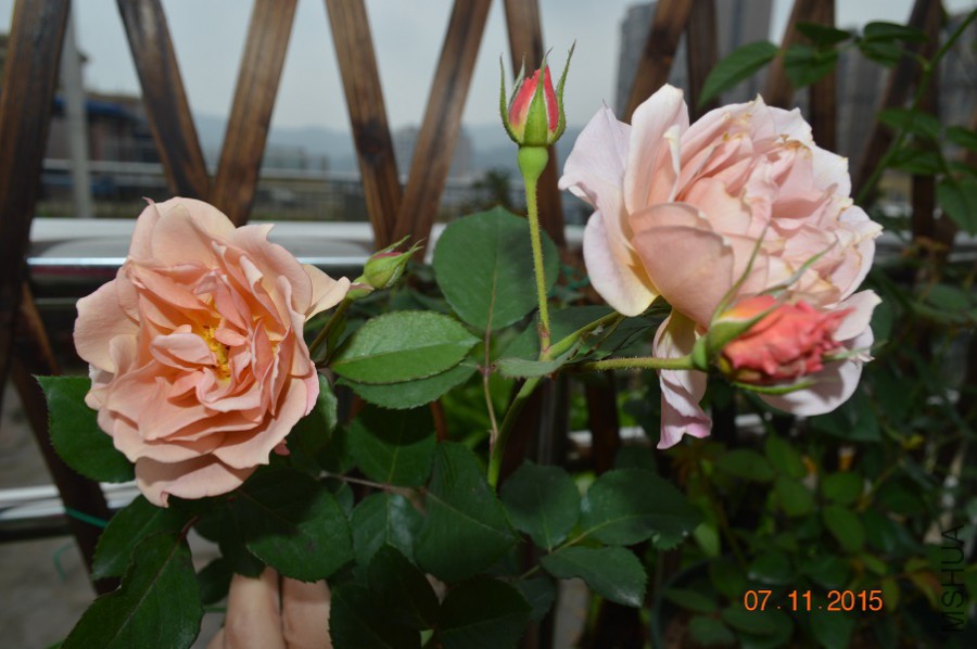 DSC_10041.jpg