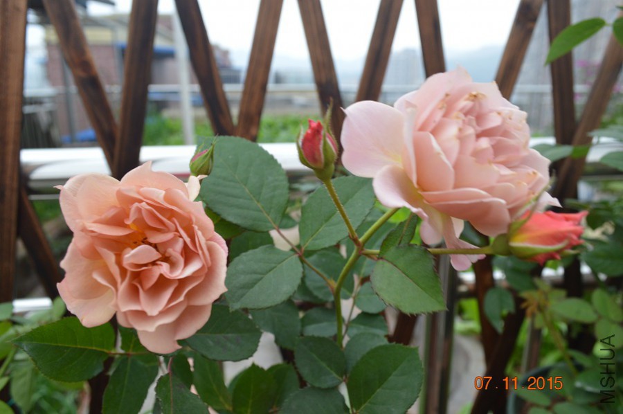 DSC_10042.jpg