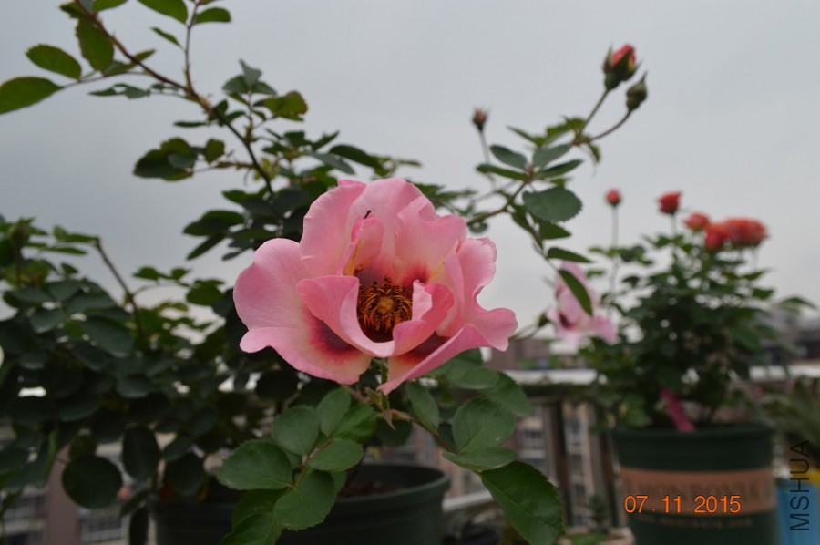 DSC_10002.jpg