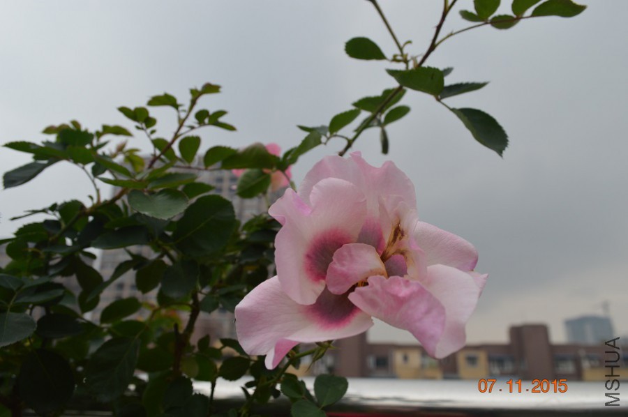 DSC_10003.jpg