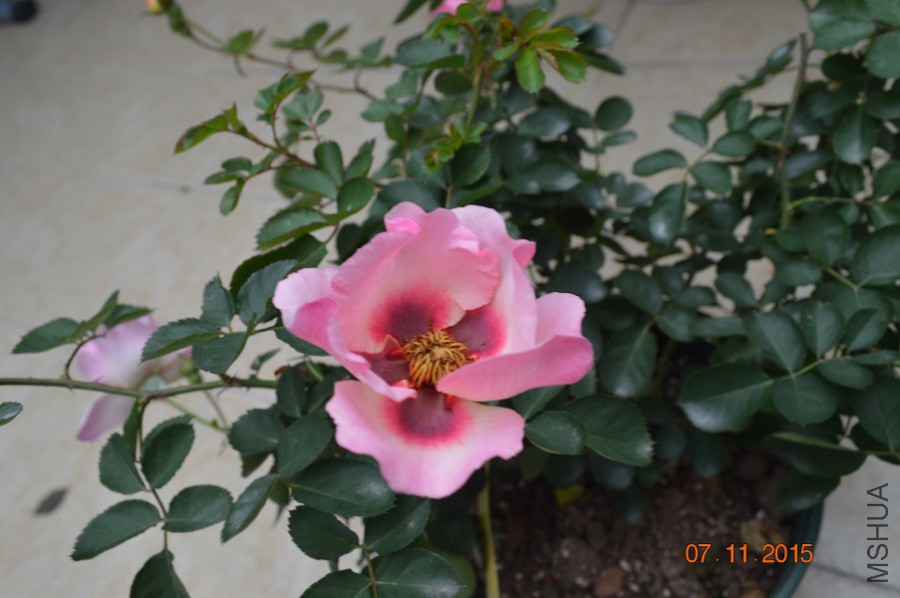 DSC_10004.jpg