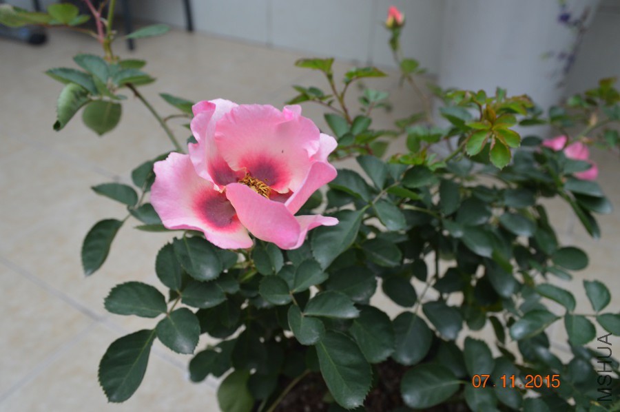 DSC_10005.jpg