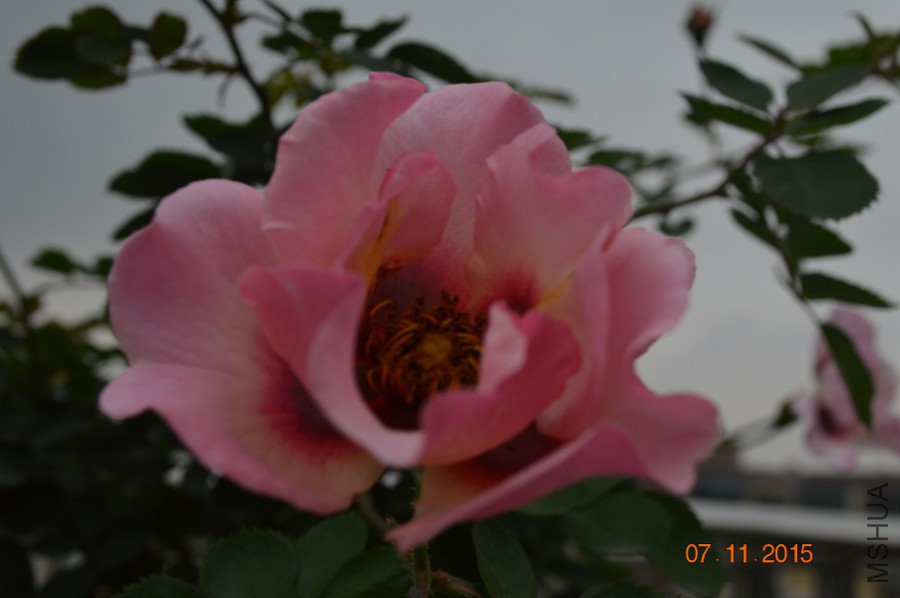 DSC_10025.jpg