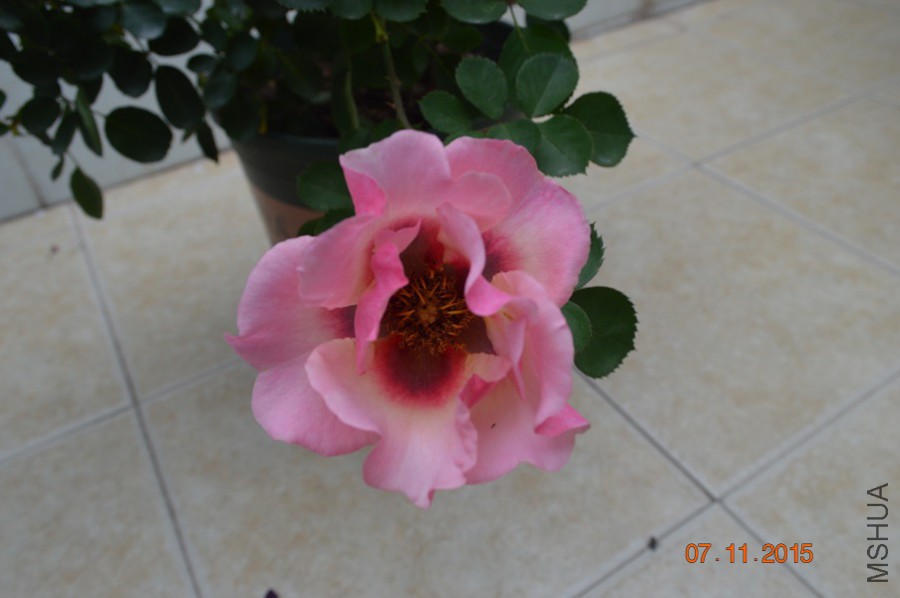 DSC_10008.jpg