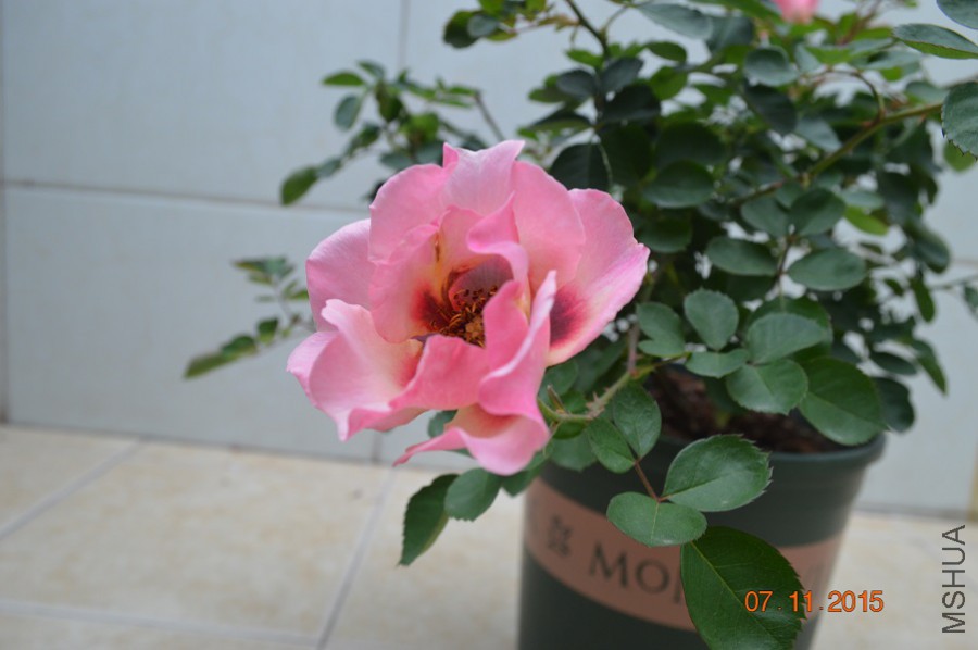 DSC_10010.jpg