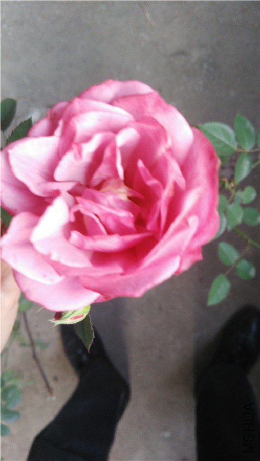 IMG_20151030_162416.jpg