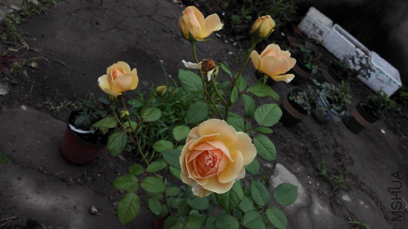 IMG_20150530_124924_������С.jpg