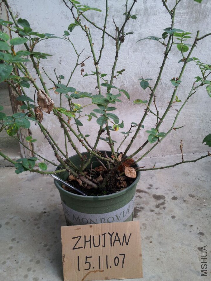 ղɭ