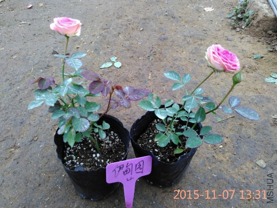 QQͼƬ20151107140532.jpg
