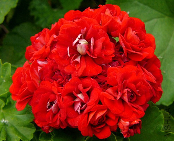 ����׷�μҵ�