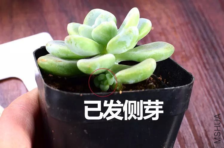 �Ͷ�